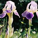 Iris ×germanica (kosaciec bródkowy)