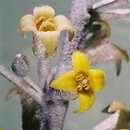 Elaeagnus angustifolia (oliwnik wąskolistny)