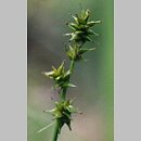 Carex echinata (turzyca gwiazdkowata)