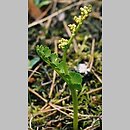 Botrychium lunaria (podejźrzon księżycowy)