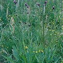 Cirsium rivulare (ostrożeń łąkowy)