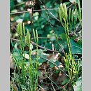 Diphasiastrum complanatum (widlicz spłaszczony)
