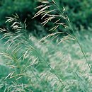 Bromus (stokłosa)