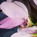 Fabaceae (bobowate)