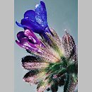 Anchusa (farbownik)