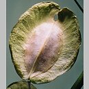 Brassicaceae - owoce krępe