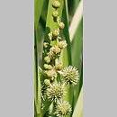 Sparganium (jeżogłówka)