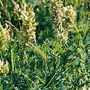 Astragalus cicer (traganek pęcherzykowaty)
