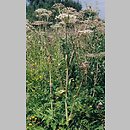 Angelica (dzięgiel)