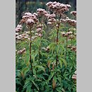 Eupatorium (sadziec)