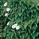 Calystegia sepium (kielisznik zaroślowy)