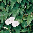 Calystegia (kielisznik)