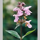 Stachys palustris (czyściec błotny)