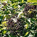 Sambucus nigra (bez czarny)