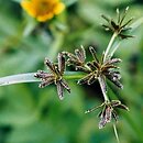 Cyperus fuscus (cibora brunatna)