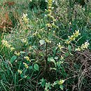 Galeopsis (poziewnik)