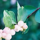 Symphoricarpos (śnieguliczka)