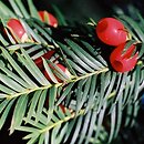 Cupressales (cyprysowce)