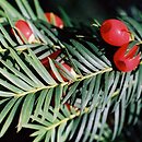 Taxaceae (cisowate)