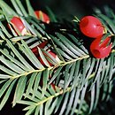 Taxus (cis)