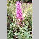 Spiraea douglasii (tawuła Douglasa)