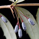 Berberis julianae (berberys Julianny)