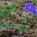 Geranium himalayense Baby Blue
