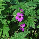 Geranium hort. Patricia
