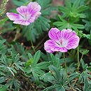 Geranium sanguineum Elke