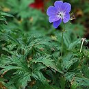 Geranium himalayense Johnson's Blue