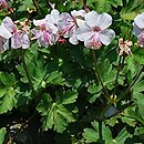 Geranium ×cantabrigense Biokovo