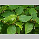Betula chichibuensis (brzoza chichibueńska)