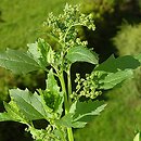 Chenopodium murale (komosa murowa)
