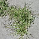 Eragrostis albensis (miłka połabska)