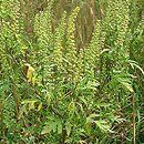 Ambrosia artemisiifolia (ambrozja bylicolistna)