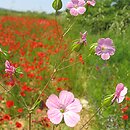 Gypsophila vaccaria (krowiziół zbożowy)