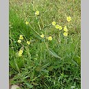 Lactuca (sałata)