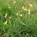 Lactuca serriola (sałata kompasowa)