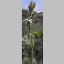 Silene gallica (lepnica francuska)