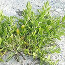 Gypsophila perfoliata (łyszczec trójdzielny)