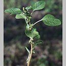 Amaranthus lividus (szarłat siny)