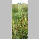 Erysimum diffusum (pszonak siwy)