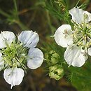 Nigella arvensis (czarnuszka polna)