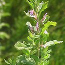 Teucrium scordium (ożanka czosnkowa)