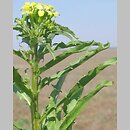 Erysimum repandum (pszonak obłączysty)
