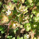 Androsace maxima (naradka kielichowa)