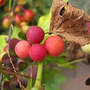 Bryonia dioica (przestęp dwupienny)