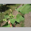 Xanthium strumarium (rzepień pospolity)