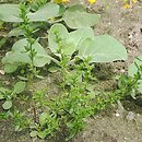 Veronica peregrina ssp. peregrina (przetacznik obcy typowy)