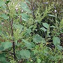 Cyclachaena xanthiifolia (iwa rzepieniolistna)